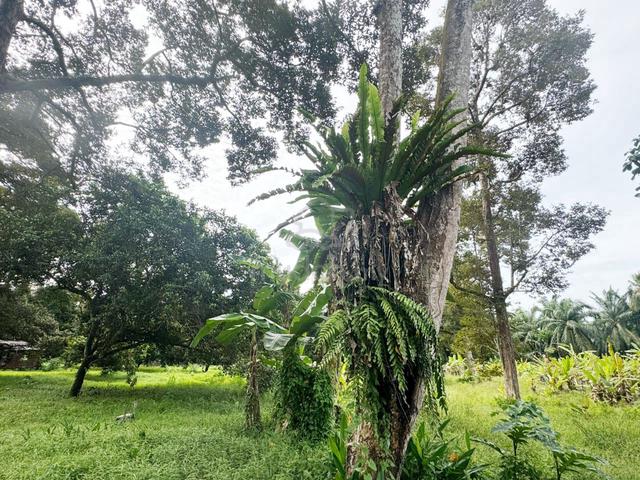 Pontian Kukup Tanjung Piai 1Acre Freehold Agriculture Fruit Farm Dusun 1