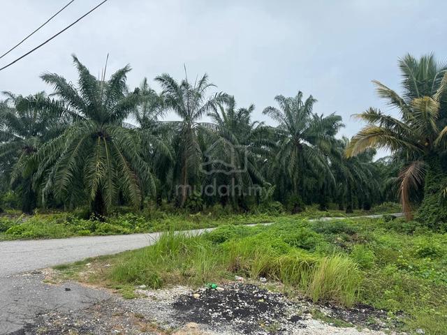 [ FREEHOLD / 2 ACRES ] Bukit Rotan Agricultural Land For Sale 1