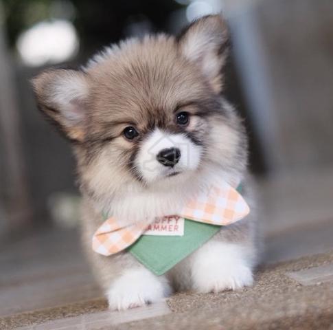 CORGI PUPPIES C204 🌻 cheeky Puppy  Male~Female - photo 2 of 4