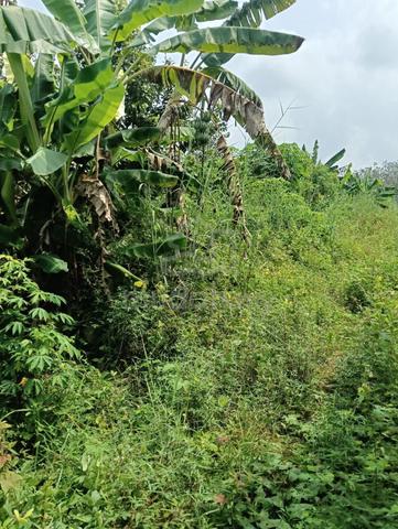 Tanah di Bukit  Jagong Pendang Untuk Dijual 1
