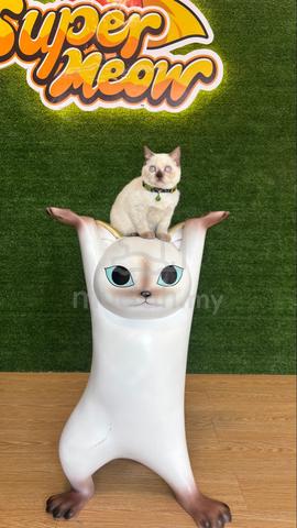 Carousel Image