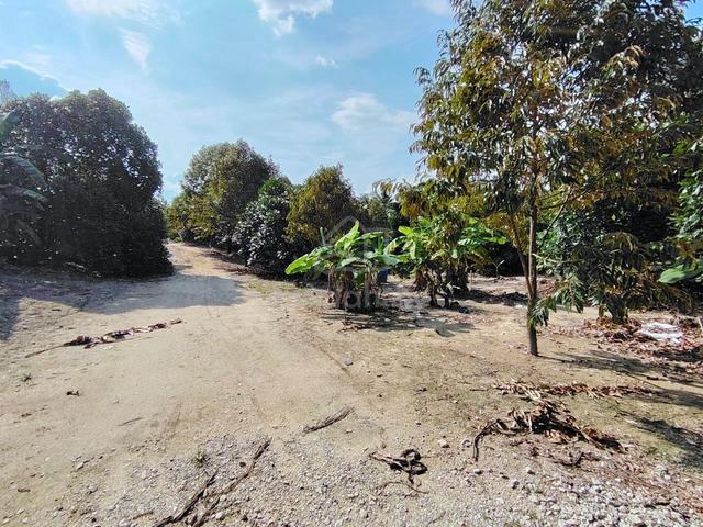 Pekan Mantin Nilai 5 Arces Durian Farm Agriculture Land Sale TNB Ready 1