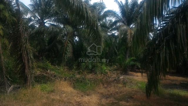 1.7-ac💥KG MERBAU BERDARAH Sungai Panjang - Sabak Bernam 1