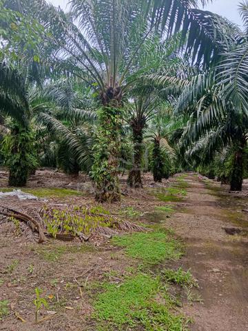 Pontian Agricultural Land For Sale 1