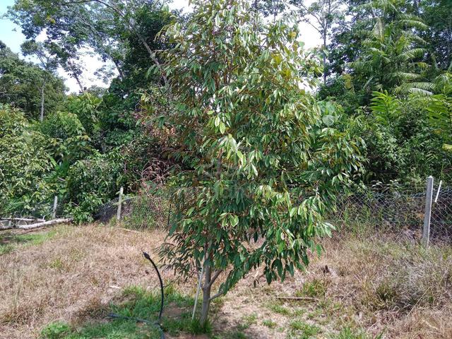 Ladang Durian Eksklusif Untuk Dimiliki 2