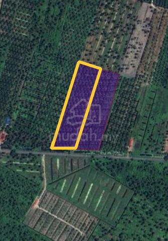 Tanah Pertanian Sawit 2.5 Ekar di Selekoh, Bagan Datuk, Perak Untuk Di 1