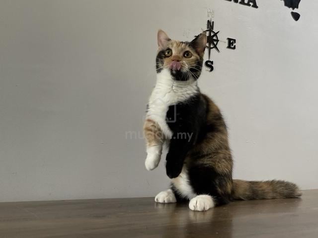 Munchkin Supershort (Female) - photo 4 of 5