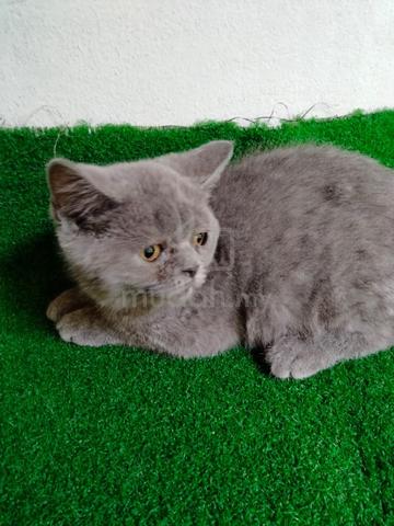 Pure British Shorthair (BSH) - female - photo 2 of 2