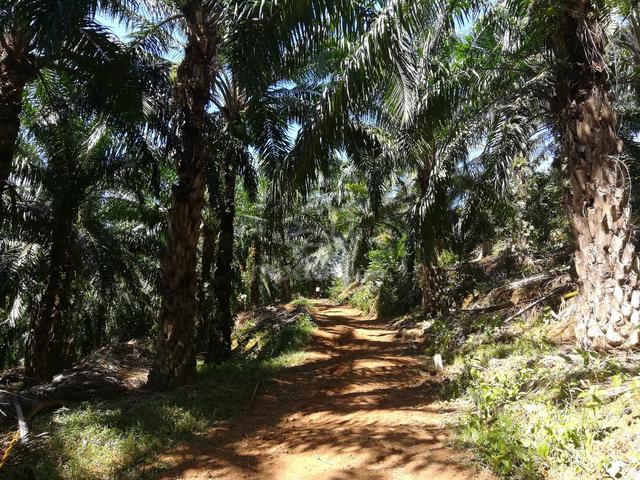 Tanah Kelapa Sawit untuk dijual di Bukit Gondol, Selandar Melaka. 1