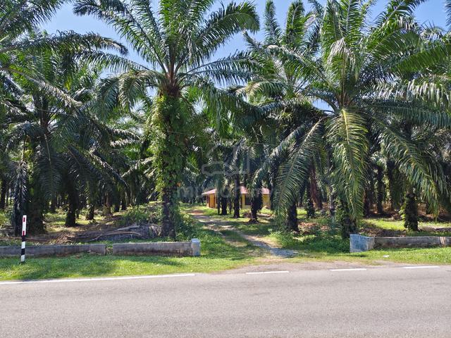 2.96 acre Agriculture Land Kampung Sungai Nipah/ Kampung Chuah, Port D 1