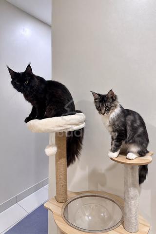 2x Mainecoon pure breed non cert - photo 3 of 4