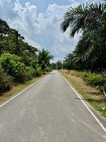 Kayu Ara Pasong First Layer Beside Road Oil Palm Land For Sale 1