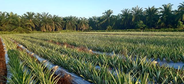 ladang nebas 4 lot untuk dijual 1