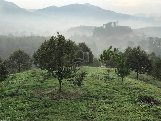 Musang King Orchard on a freehold land area of 4.78 Acres. 1