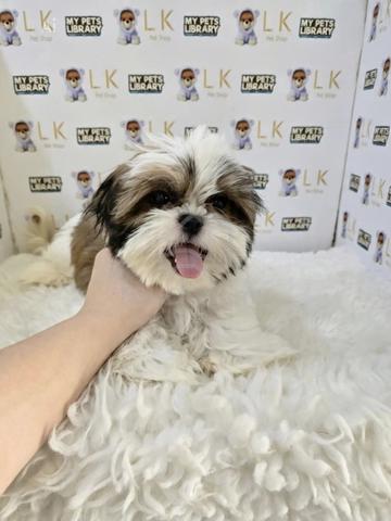 Carousel Image