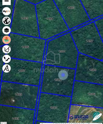 kebun kelapa sawit untuk dilepasakan 1