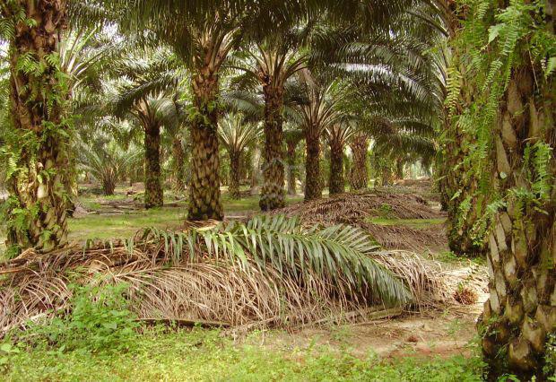 Oil palm estate for sale, Gua Musang, Kelantan 1