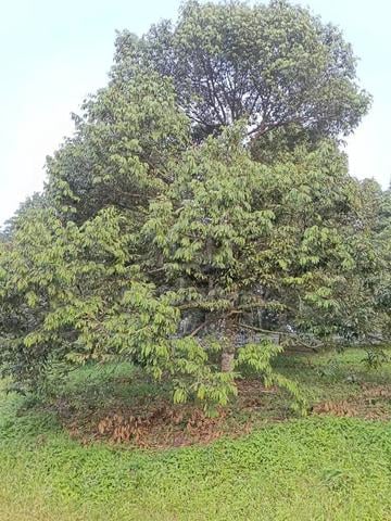 Nice Durian Farm In Jelebu Pertang For Sale 1