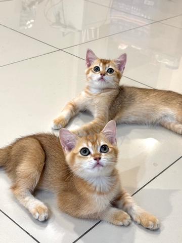 Bsh Kitten Golden Shaded Ny12 British Short Hair - Pets for sale in ...