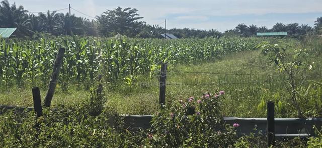 Tanah Pertanian 5 Ekar Untuk di Jual di Sedili Besar,K.Tinggi 1
