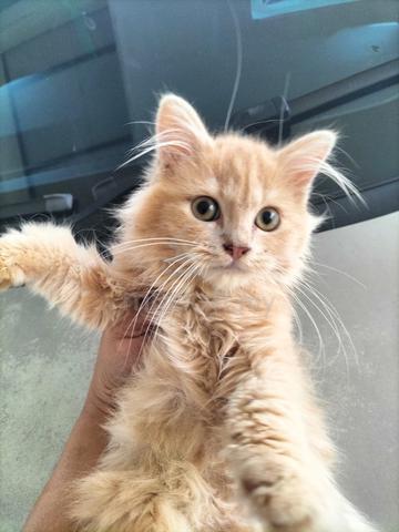 Anak Kucing 4 Bulan - photo 6 of 6