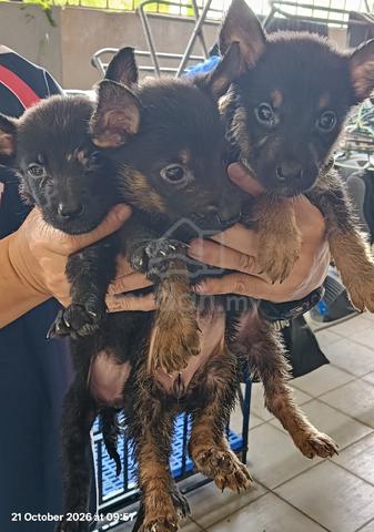 German shepherd puppies  - photo 2 of 3