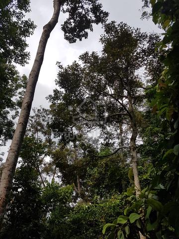 Tanah Pertanian 9 ekar – Sesuai Dusun / Agro Pelancongan 1