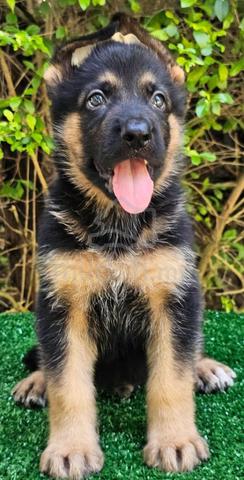 GERMAN SHEPHERD PUPPIES GSD74 - Boy Girl - photo 3 of 5