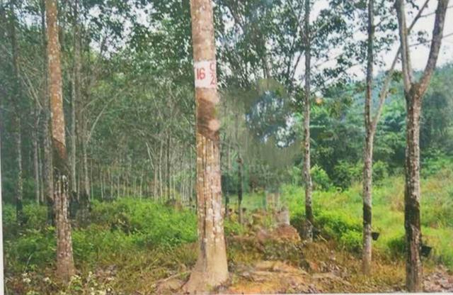 25,100 Acres Rubber Plantation Land Kelantan Along K.Bharu–Gua Musang 1