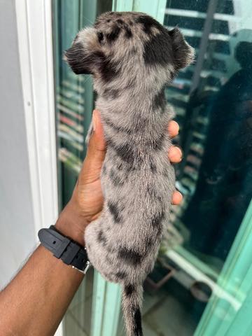 Chihuahua now available -9 - photo 3 of 3