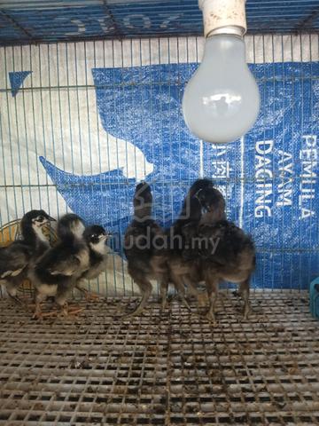 Anak ayam black Australorp  - photo 2 of 5