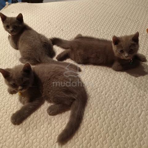 Male BSH British Shorthair Kittens - photo 2 of 6