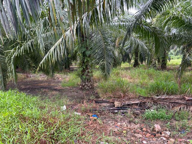Road Side Land at Pedas, NS For Sale 1