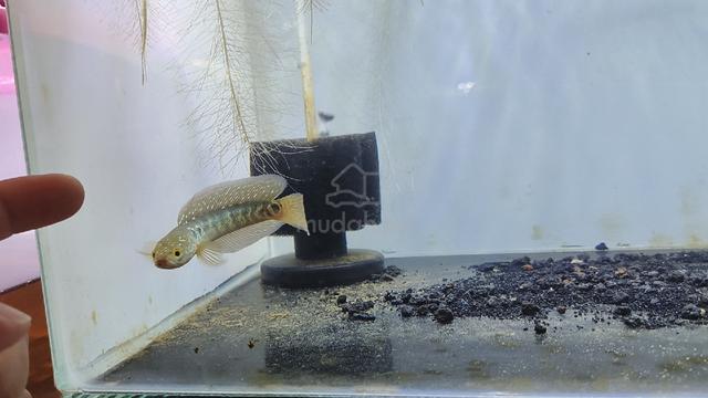 Asiatica 3 inch with High Fin traits - photo 2 of 3