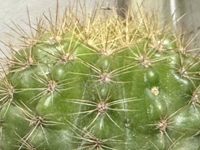 cactus for Computer - photo 3 of 5
