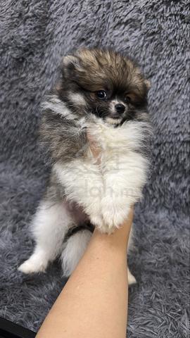 Fancy Color Pomeranian Female Puppy F6 - photo 2 of 5
