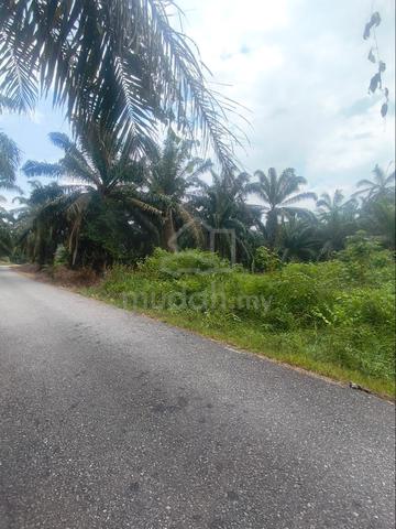 Tanah Kosong Keliling Kelapa Sawit 1