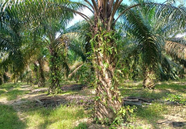 4 Ekar Tanah Pokok Kelapa Sawit Bukit Tanah Merah Segamat Johor 1