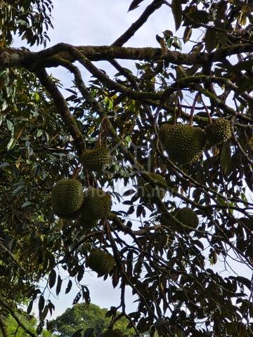 Kebun Musang King Sg Selesek Hulu Bernam, (nego) 2