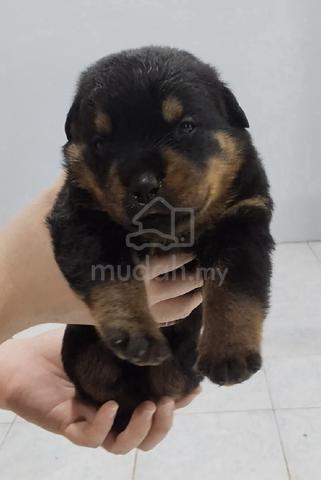 Pure Rottweiler Puppies  - photo 2 of 4