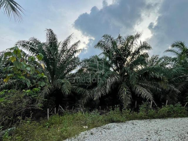 6 ekar tanah kebun sawit 1
