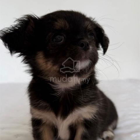 black and white Chihuahua ~7 - photo 6 of 6