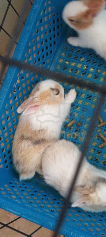 Carousel Image