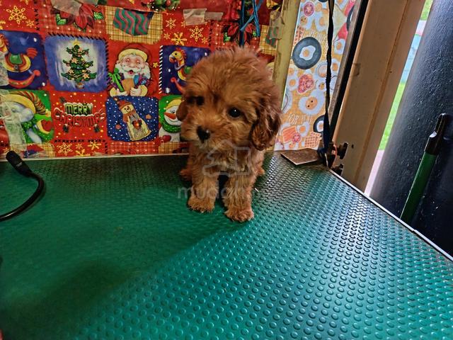 Maltipoo Female puppy - photo 4 of 4