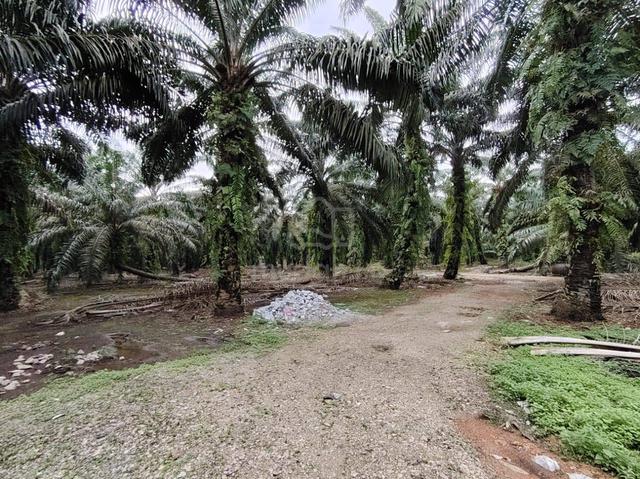 15 Acres Zoning Residential Land @ Pekan Nanas, Batu 32, Pontian Johor 1