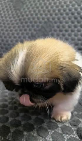 Pekingese Quality puppies - photo 6 of 6