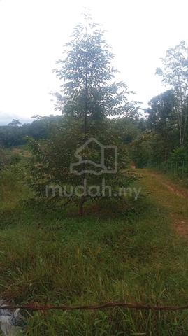 Tanah 6 Ekar Untuk Di Jual Di Slim River Kampung Balun 1
