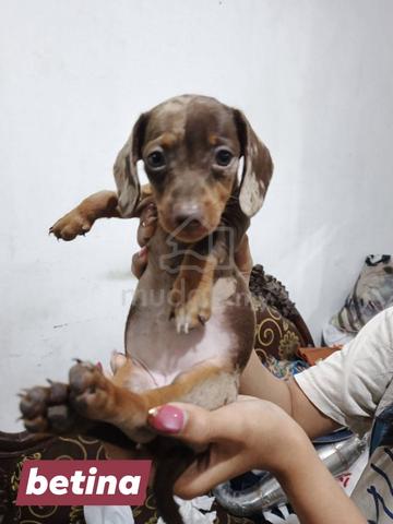 Carousel Image