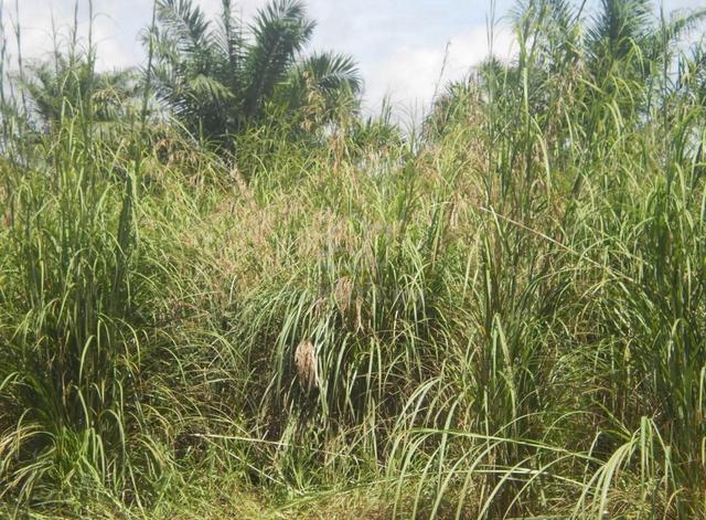 Tanah kebun 3.12 ekar di Alor Limbat untuk disewa 1