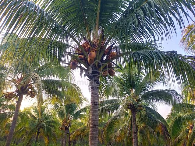 Kuantan 1408 acres  Coconut Plant 5